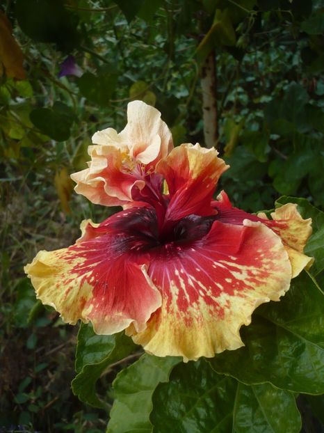 P1400077 - HIBISCUSI 2018-4