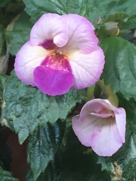 Cote D'ivoire - Achimenes 2018