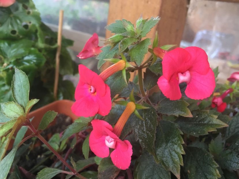 Stan’s Delight - Achimenes 2018