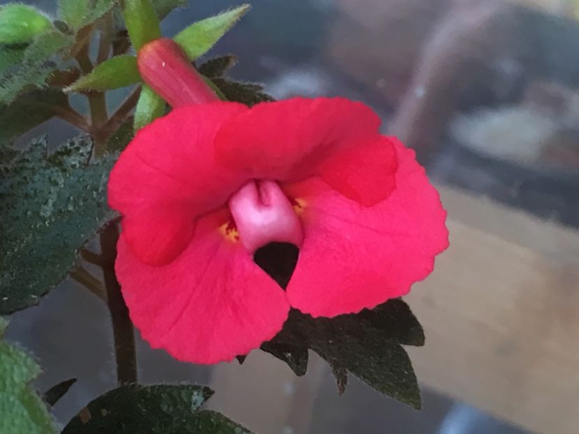 Stan’s Delight - Achimenes 2018
