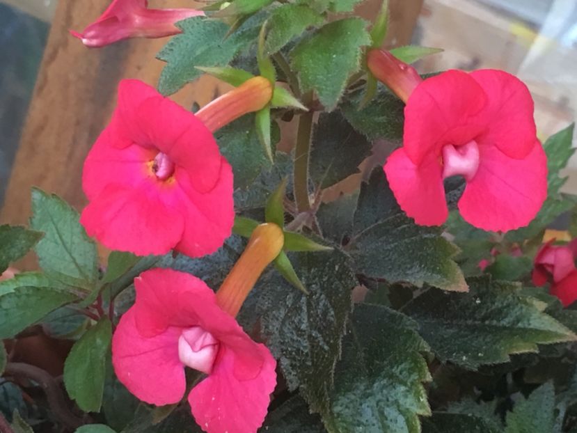 Stan's Delight - Achimenes 2018