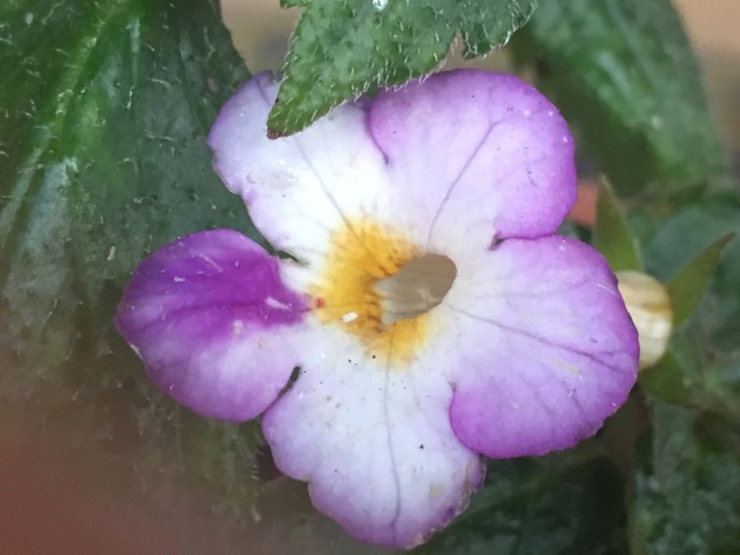 Daisy Boo - Achimenes 2018