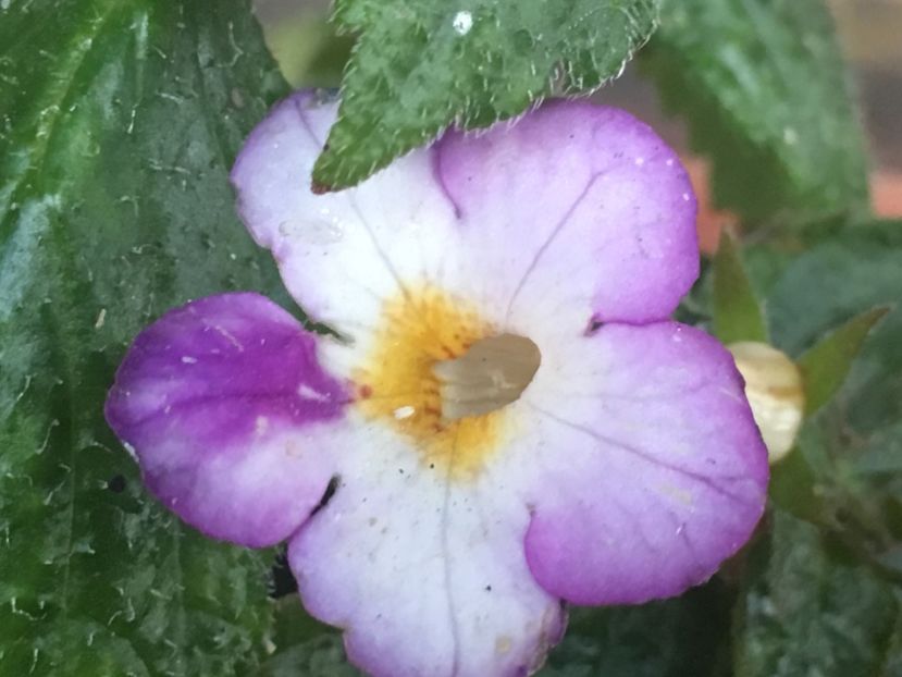 Daisy Boo - Achimenes 2018