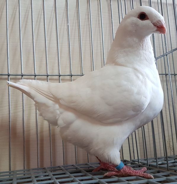  - Pui 2018