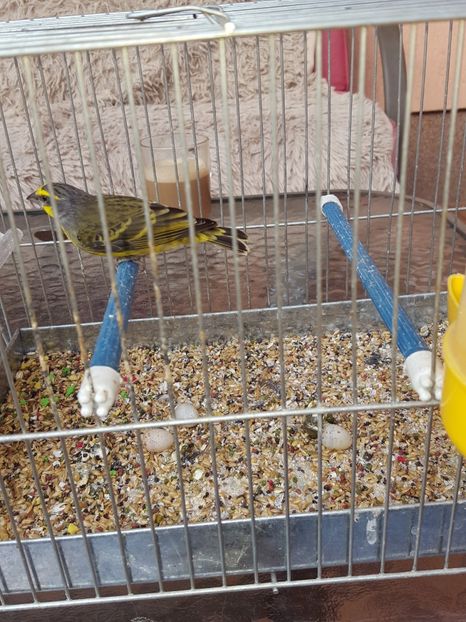  - scatiu de mozambic