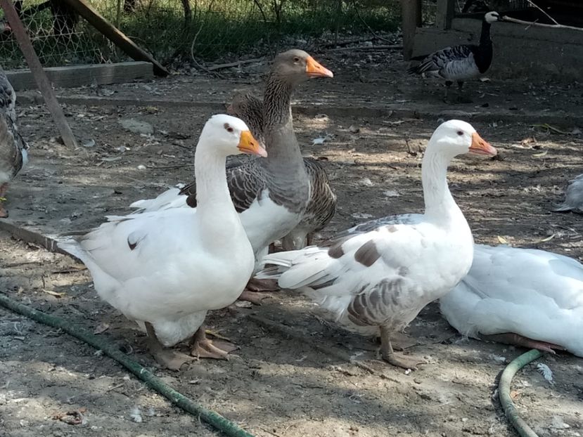 Gâște comune - B4 - Gaste comune