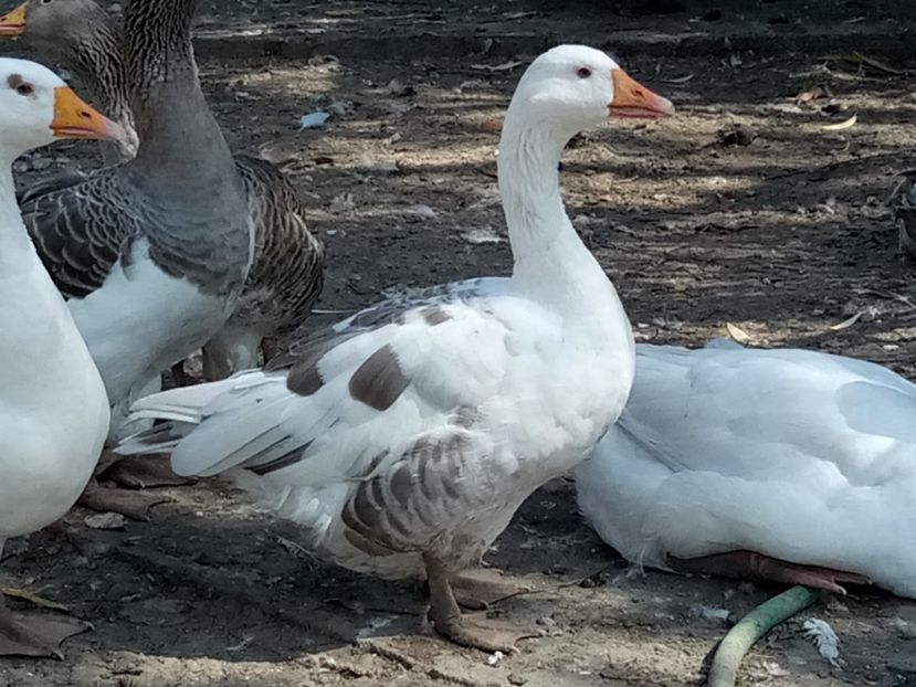 Gasca preferata - B4 - Gaste comune