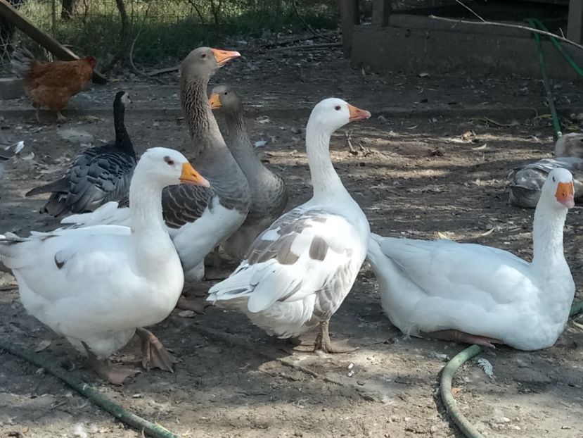 Gunar și o parte din harem - B4 - Gaste comune