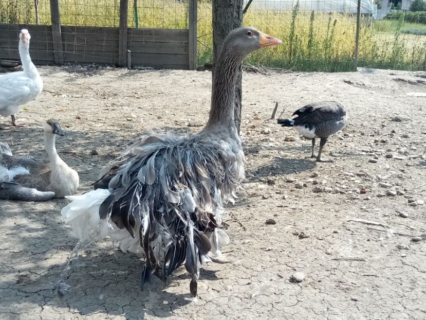 Frizatul - B4 - Gaste comune