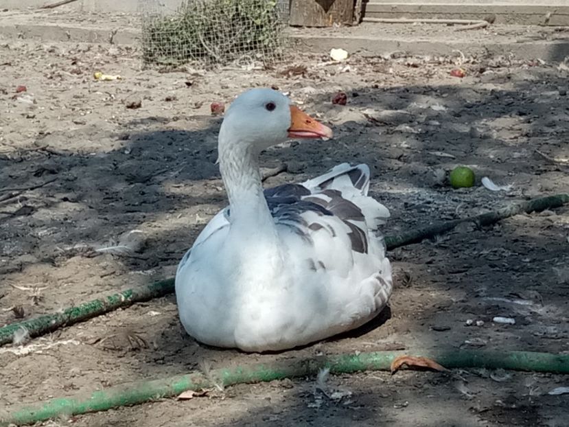 Gasca comuna deosebita - B4 - Gaste comune