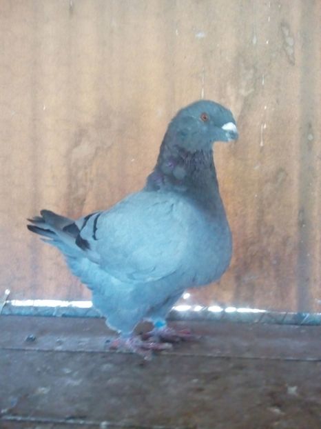 M. 2018 - Tineret matca2019