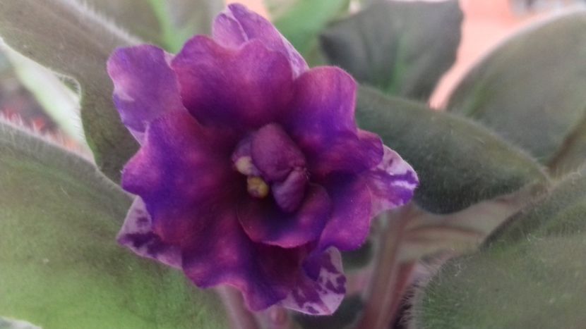 AE Strelets Elit - AE Strelet s Elit