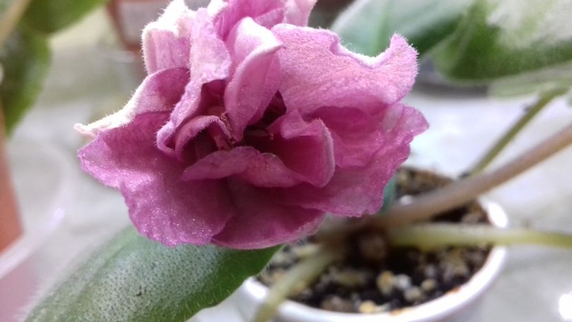 Ek Babie Leto 25.08.18 - EK Babie Leto