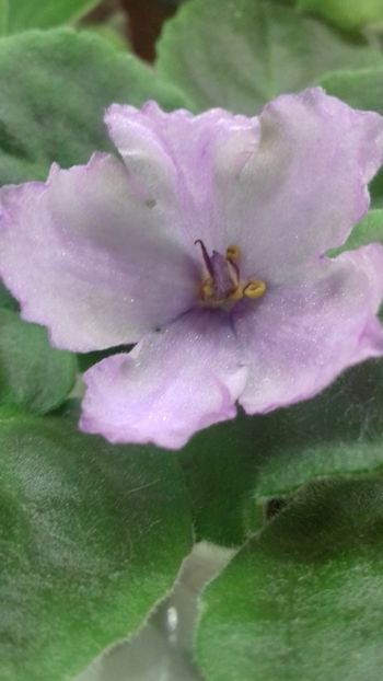 Rs Palmira 09.09.18 - RS Palmira