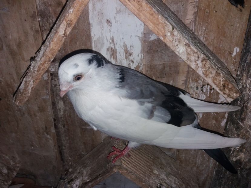 5177  mascul  2018 - Plecați ALBUM 2