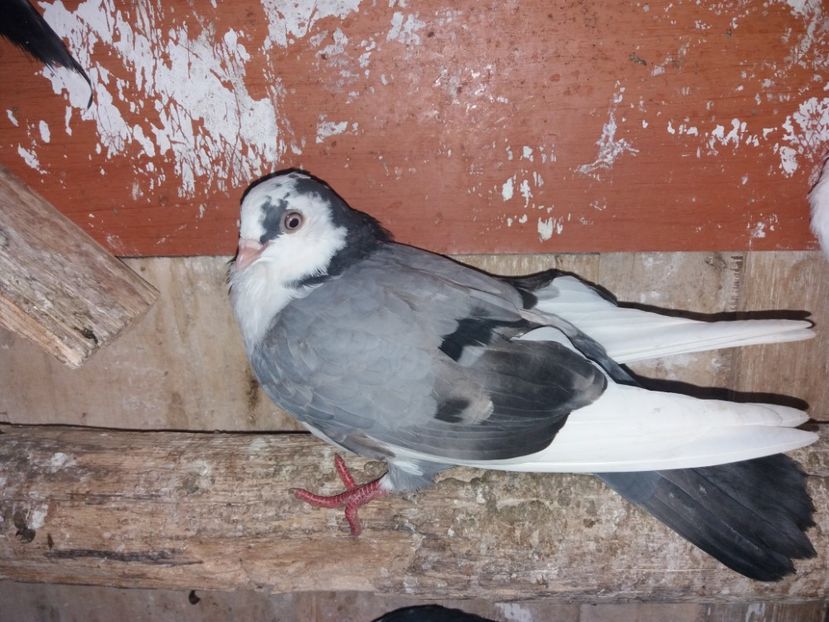 7134  femelă  2018 - Plecați ALBUM 2