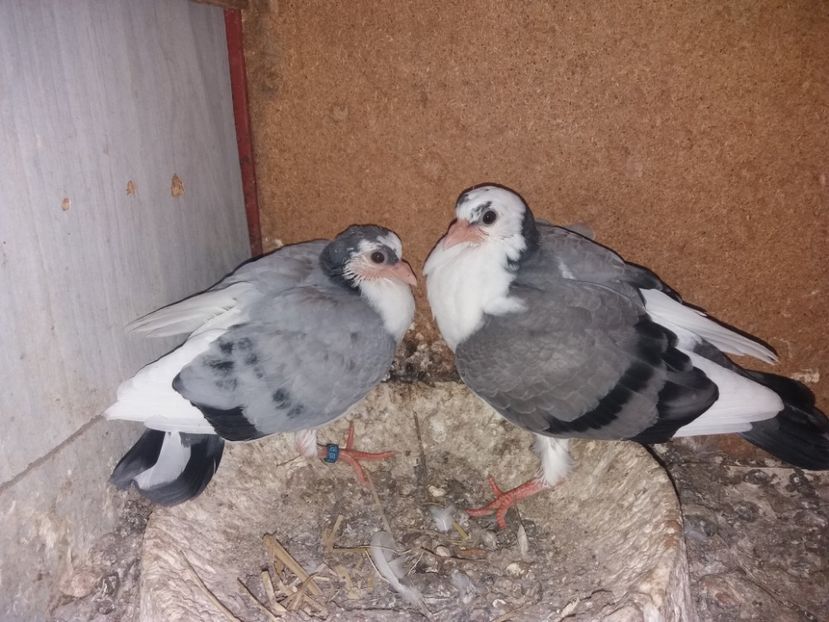 5191 - 5192 - Plecați ALBUM 2