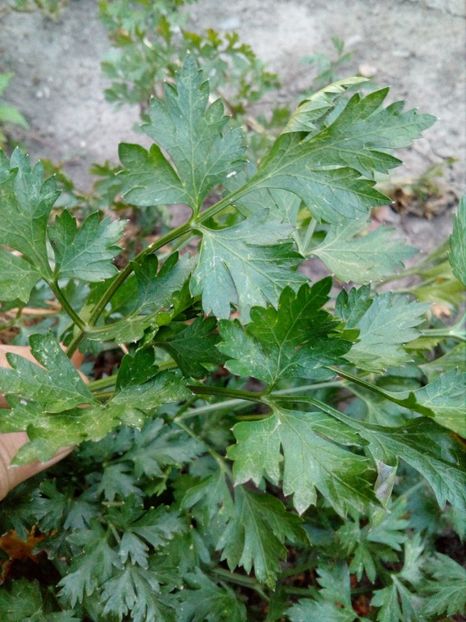  - SEMINTE PATRUNJEL DE FRUNZE - PETROSELINUM CRISPUM