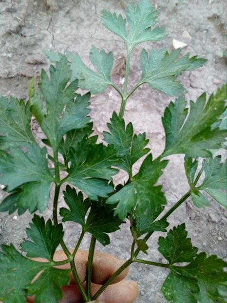  - SEMINTE PATRUNJEL DE FRUNZE - PETROSELINUM CRISPUM