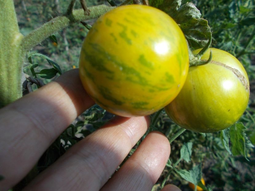  - SEMINTE ROSII - ZEBRA GREEN STRIPE