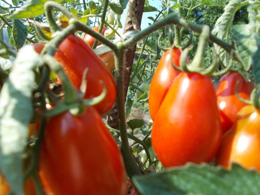  - SEMINTE ROSII - SAN MARZANO