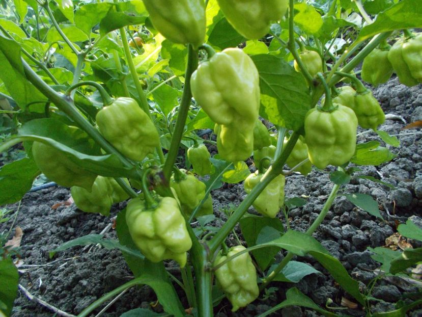 Madame Jeanette - SEMINTE ARDEI IUTE CHILI