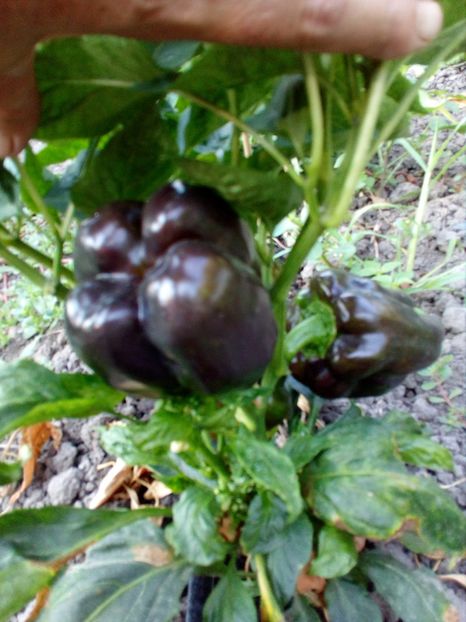  - SEMINTE ARDEI - A 05 PURPURNIJ KOLOKOL