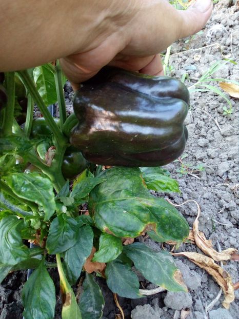  - SEMINTE ARDEI - A 05 PURPURNIJ KOLOKOL