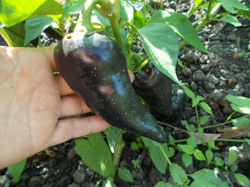  - SEMINTE ARDEI - A 04 NEGRU DULCE JUGO