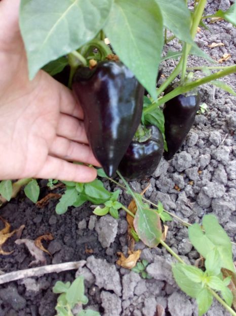  - SEMINTE ARDEI - A 04 NEGRU DULCE JUGO