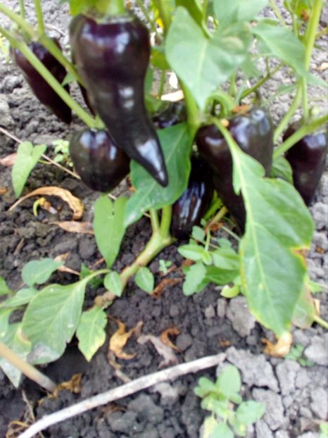  - SEMINTE ARDEI - A 04 NEGRU DULCE JUGO