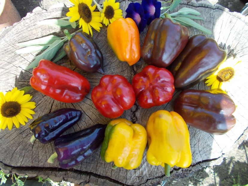  - SEMINTE ARDEI - A 08 MARON CHOCOLATE BEAUTY