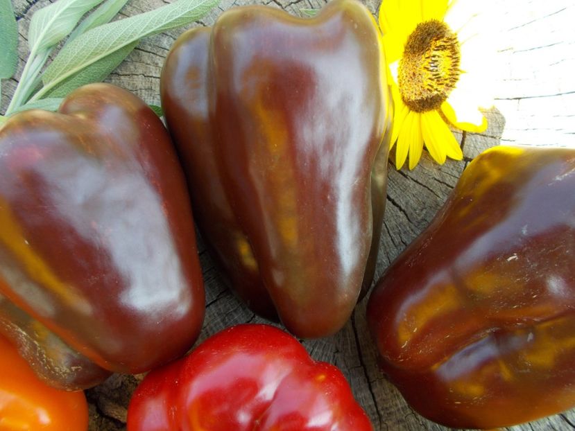  - SEMINTE ARDEI - A 08 MARON CHOCOLATE BEAUTY