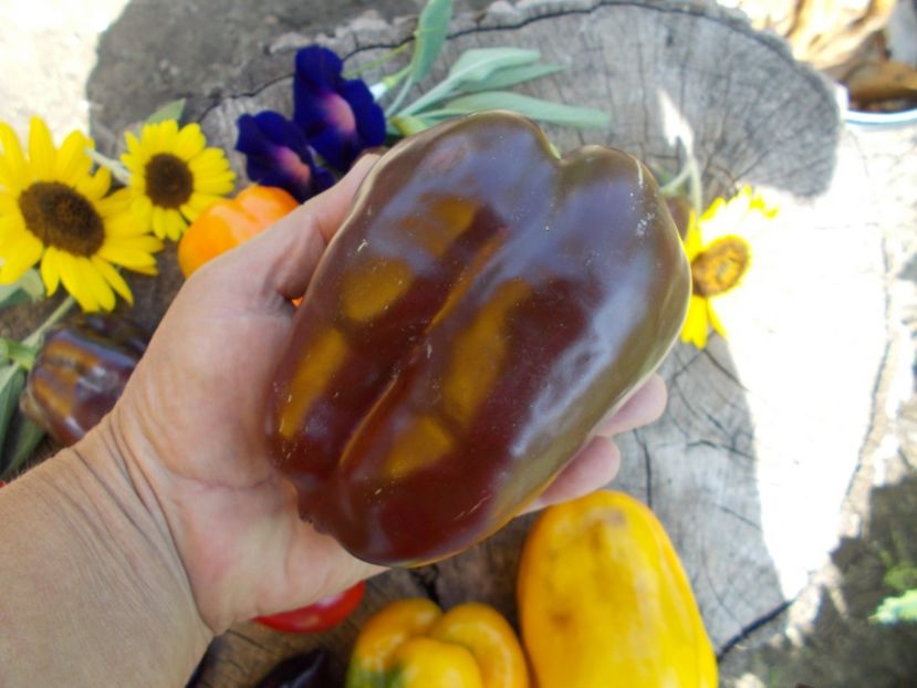  - SEMINTE ARDEI - A 08 MARON CHOCOLATE BEAUTY