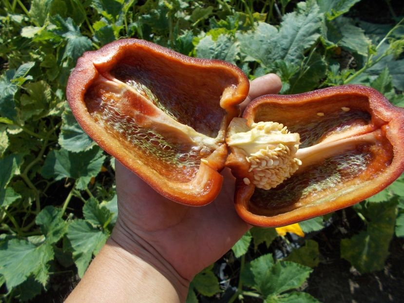  - SEMINTE ARDEI - A 08 MARON CHOCOLATE BEAUTY