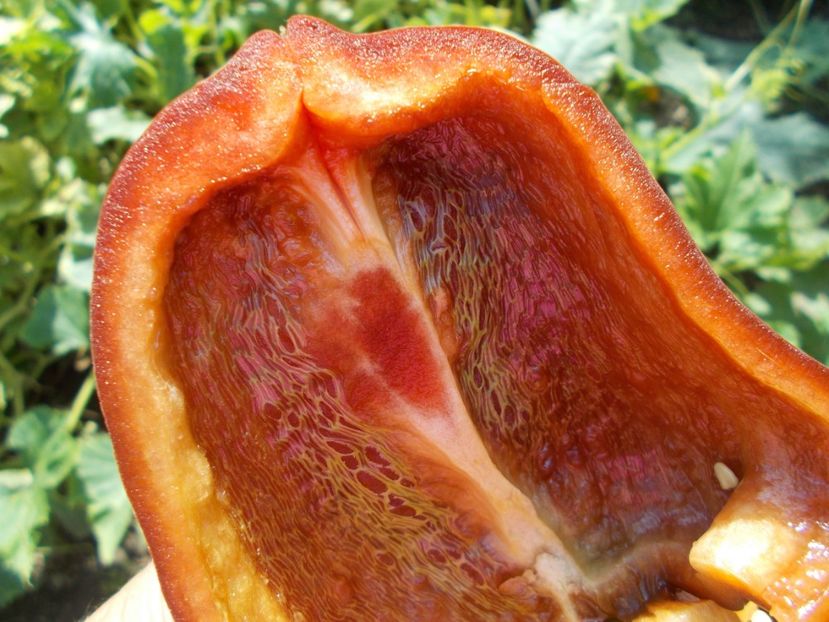  - SEMINTE ARDEI - A 08 MARON CHOCOLATE BEAUTY