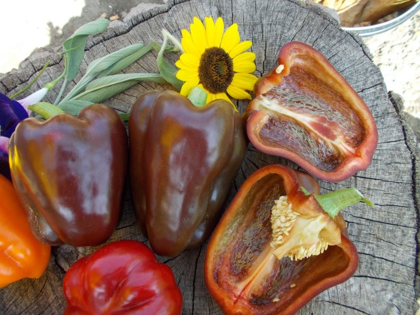  - SEMINTE ARDEI - A 08 MARON CHOCOLATE BEAUTY