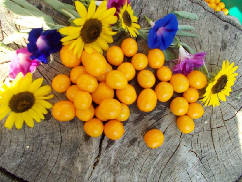  - SEMINTE ROSII - OLIVENTRAUBE