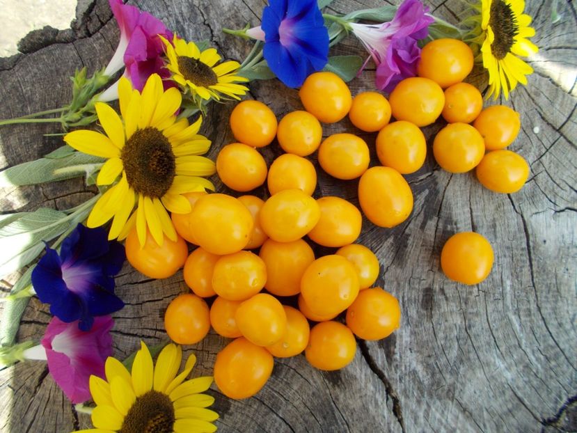  - SEMINTE ROSII - OLIVENTRAUBE