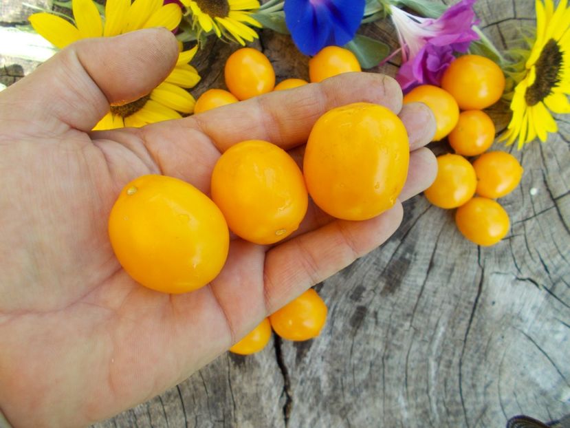  - SEMINTE ROSII - OLIVENTRAUBE