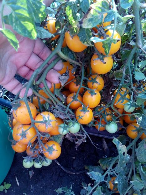  - SEMINTE ROSII - OLIVENTRAUBE