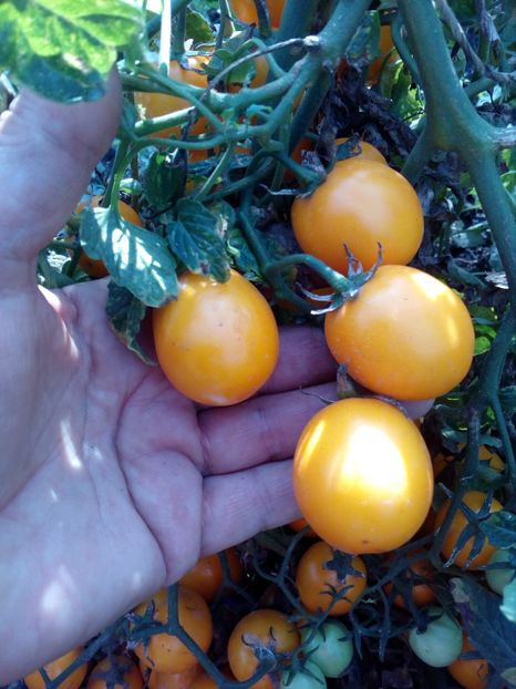  - SEMINTE ROSII - OLIVENTRAUBE