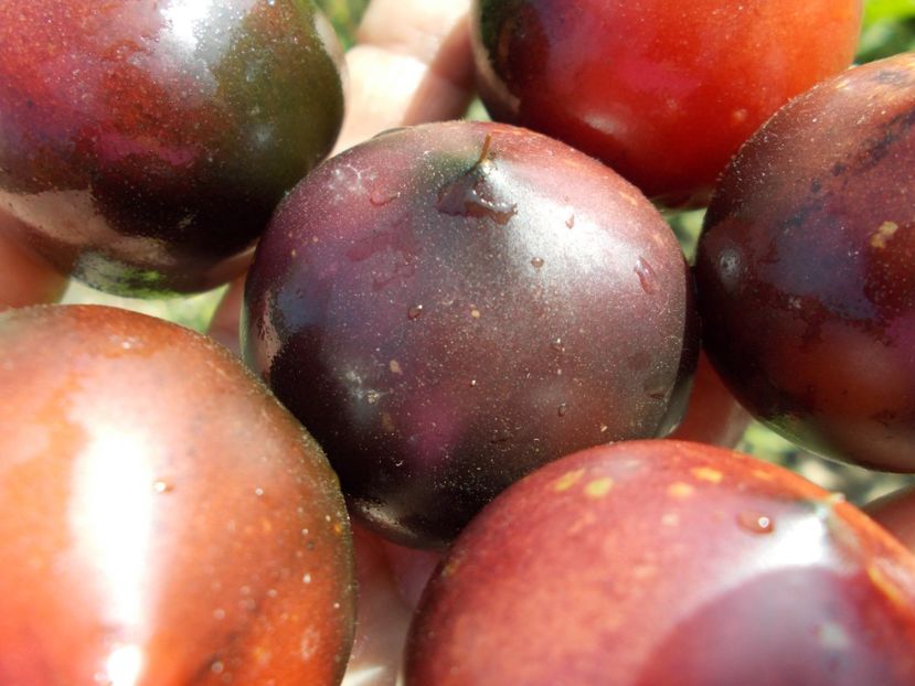  - SEMINTE ROSII - H 34 ROT - JOLIE COEUR