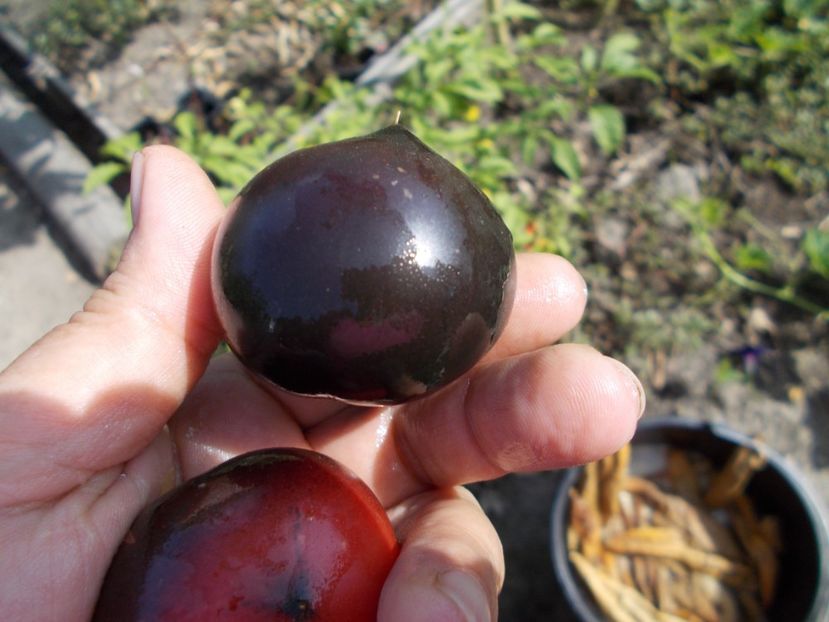  - SEMINTE ROSII - H 34 ROT - JOLIE COEUR