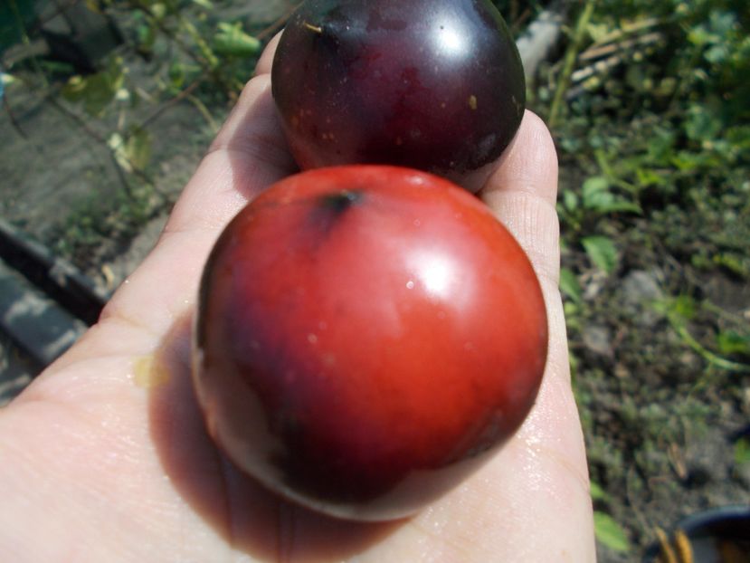  - SEMINTE ROSII - H 34 ROT - JOLIE COEUR