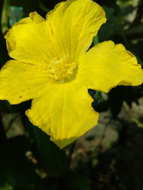  - SEMINTE LUFA - LUFFA CYLINDRICA