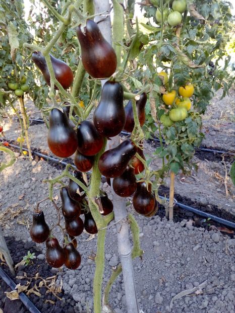  - SEMINTE ROSII - BLUE KEYES