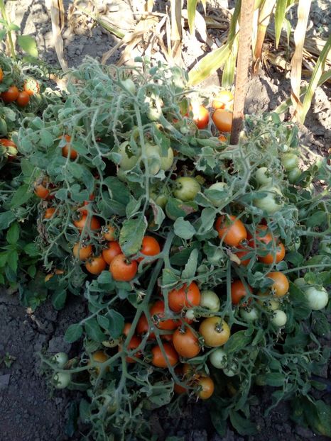  - SEMINTE ROSII CU PUF - FUZZY WUZZY