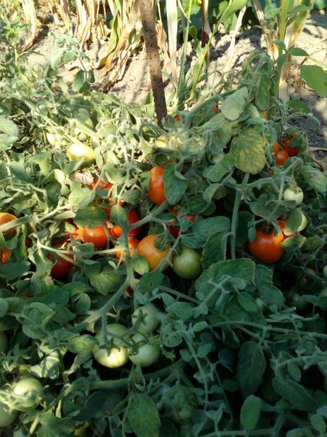  - SEMINTE ROSII CU PUF - FUZZY WUZZY