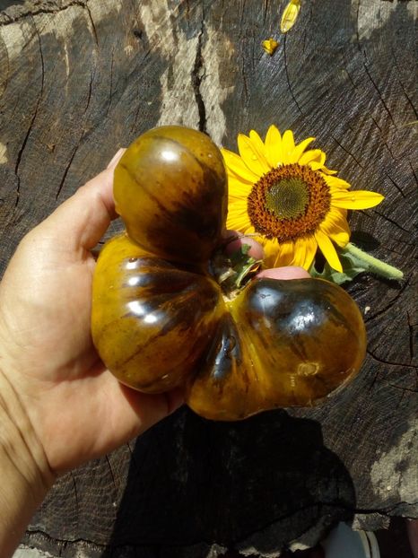  - SEMINTE ROSII - FLANDERS CONTRAST